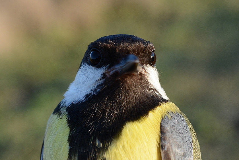 Great Tit, Sundre 20130511